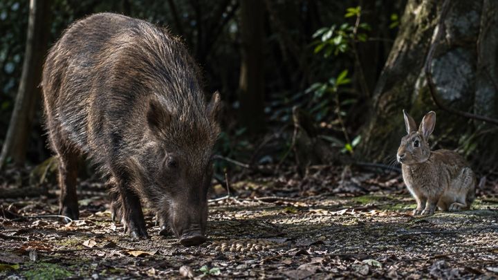 大久野島のイノシシが見せた「ある行動」とは