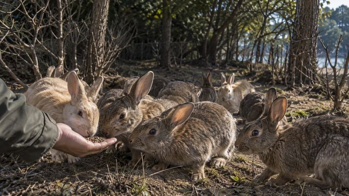 「うさぎの島」はエサやりで支えられている