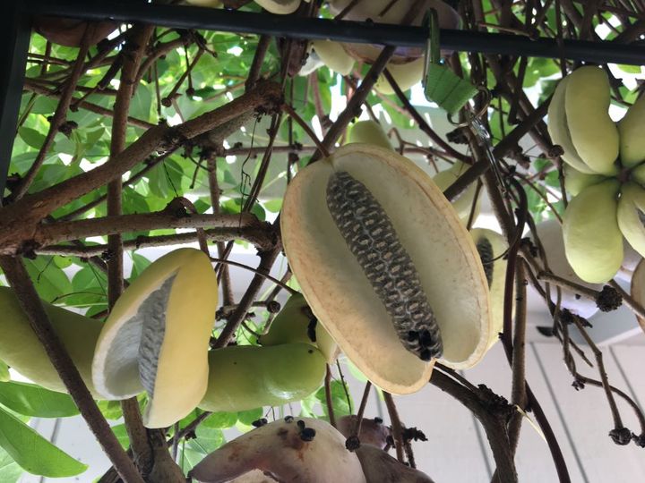 白アケビ