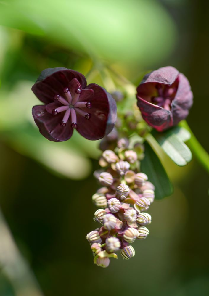アケビの花