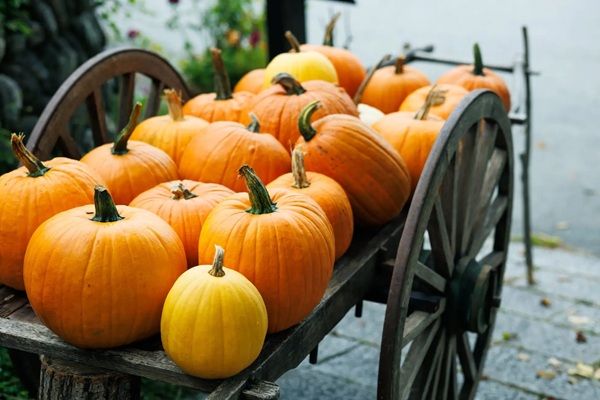 【山梨県北杜市】「萌木の村ハロウィンマンス2026」開催！お菓子のプレゼントやスペシャルランチも