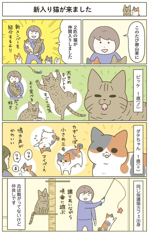 新入り猫が来ました （C）卵山玉子／KADOKAWA