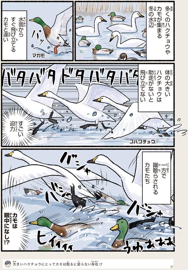 蹴散らされるカモたち （C）piro piro piccolo／KADOKAWA