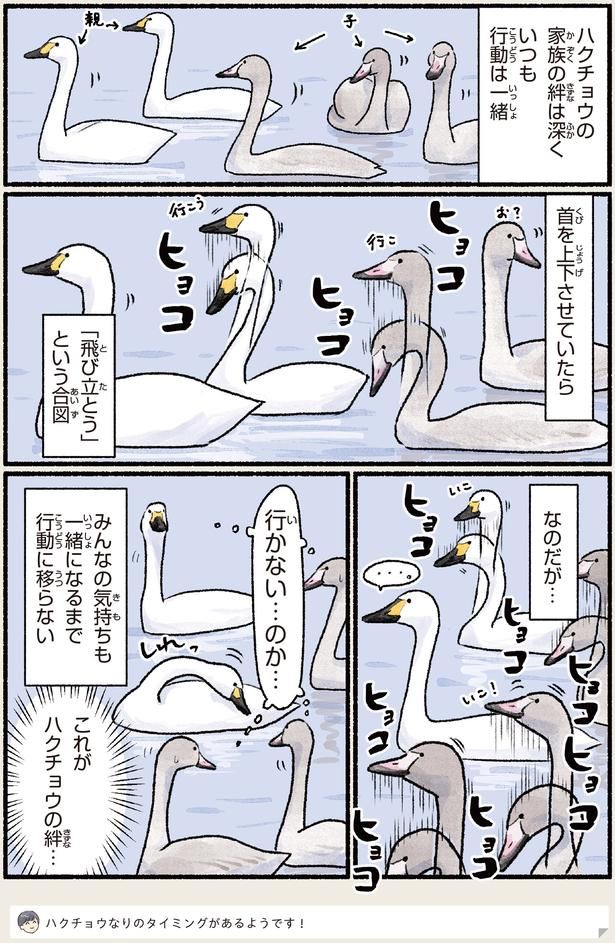 これがハクチョウの絆… （C）piro piro piccolo／KADOKAWA