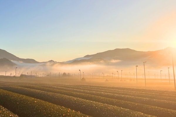 三重県松阪市飯南町産の伊勢茶を使用！カフェインを約70％カットした深蒸し茶が新発売