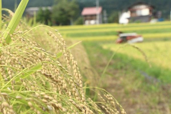 魚沼産コシヒカリ100％の日本酒スパークリング誕生！新潟県内限定で先行発売開始