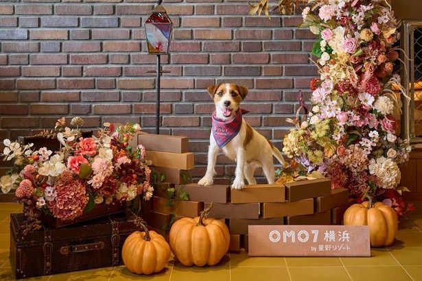 かぼちゃや紅葉で装飾されたOMO7横浜のフォトスポットイメージ