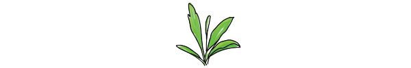 チャノキ（Camellia sinensis）