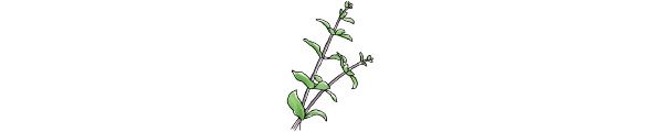 マジョラム（Origanum majorana）