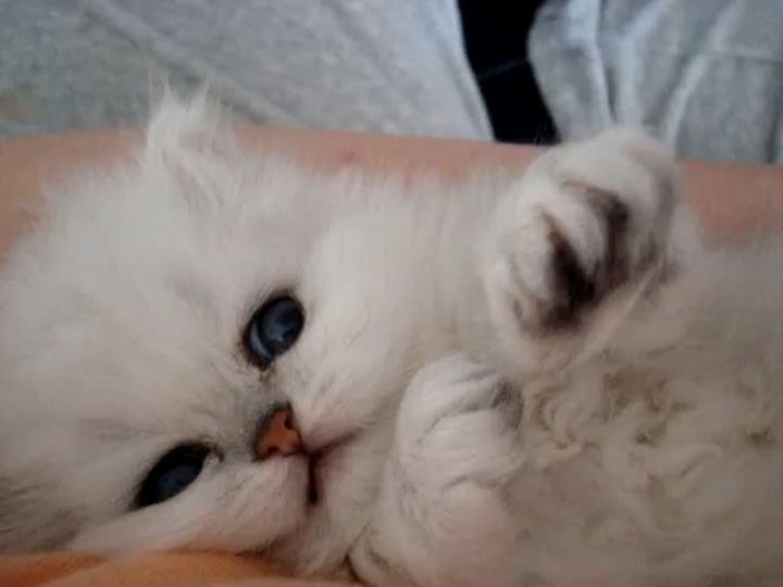飼い主に抱かれてくつろぐ子猫