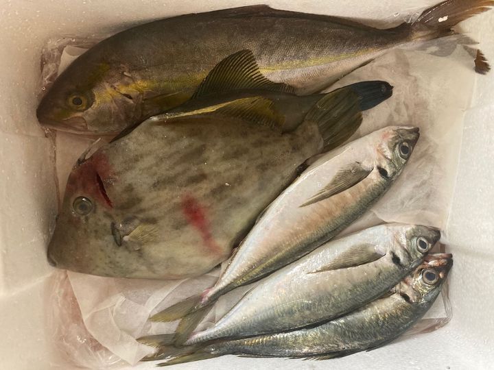 1. 届いた魚を確認