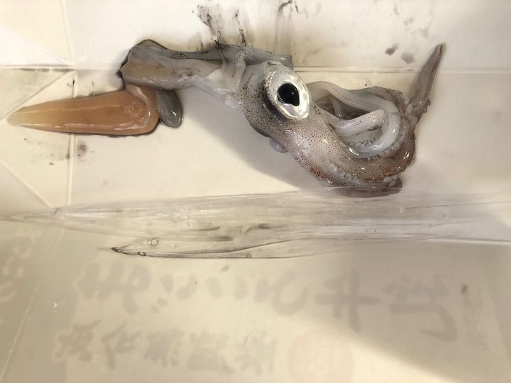 6. イカの内臓と軟骨を取る
