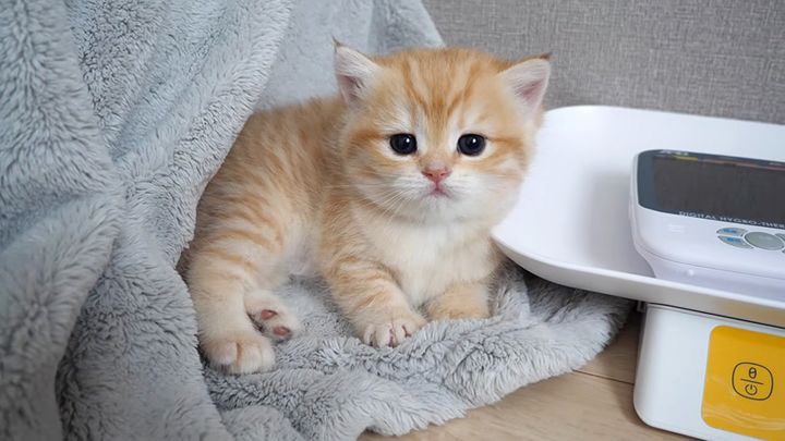 見つめる子猫