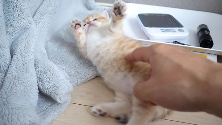 お腹を触られてくすぐったかった子猫