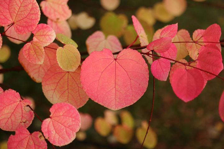 カツラの紅葉