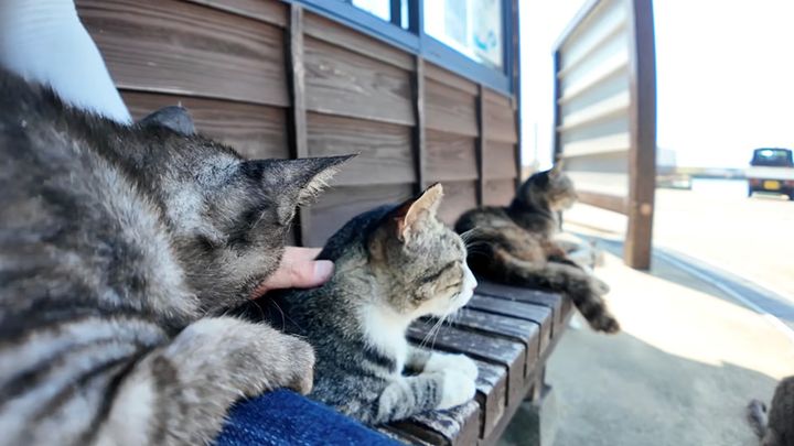 猫島の猫達