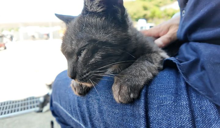 膝の上でくつろぐ猫