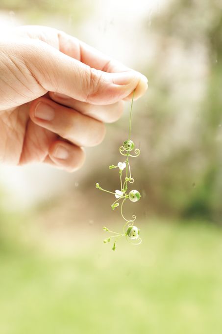 お散歩で遊ぼう♪ 秋の草花「フウセンカズラのさる」の作り方の画像1