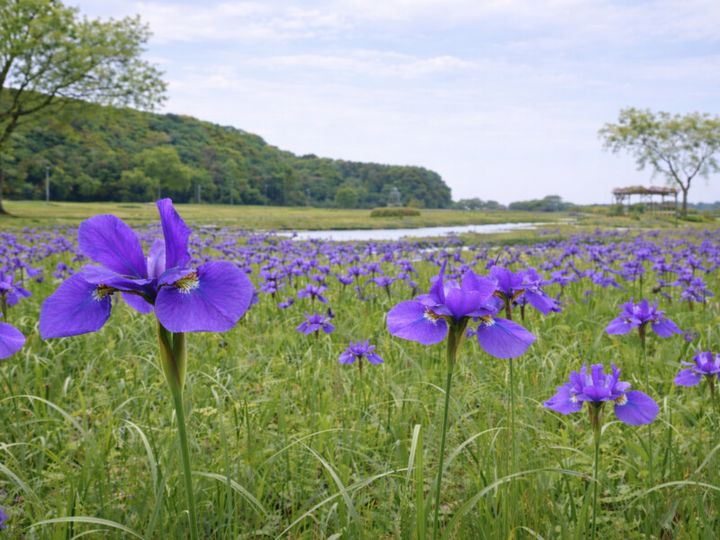 ファミリーでラウンドするゴルファーにオススメ！広大な花畑に癒されよう