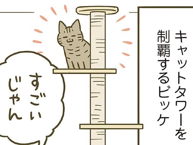 キャットタワーも制覇 （C）卵山玉子／KADOKAWA