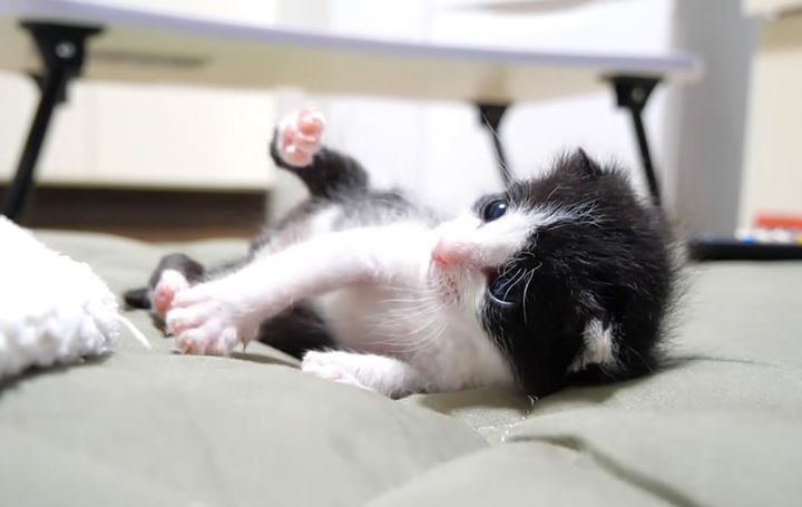 転んじゃった猫