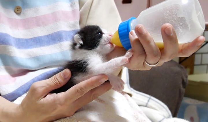 ミルクを飲む子猫