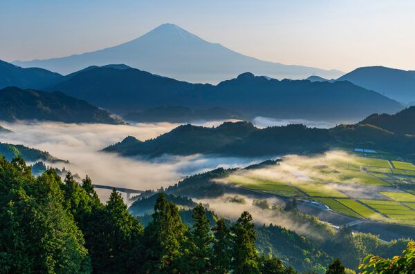 静岡県産オーガニック茶とヒノキ油を配合！NACHARAL「シズオカ エッセンス」シリーズ