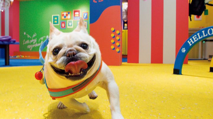 犬専門メディアのお薦めスポット。犬と一緒なら、お出かけはもっと楽しくなる