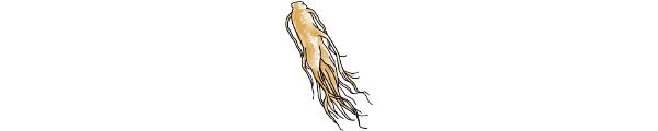 コウライニンジン（Panax ginseng）