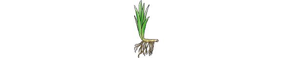 アイリス（Iris）