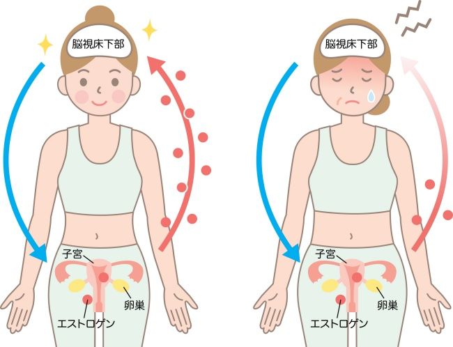 月経や排卵に関わる主なホルモン