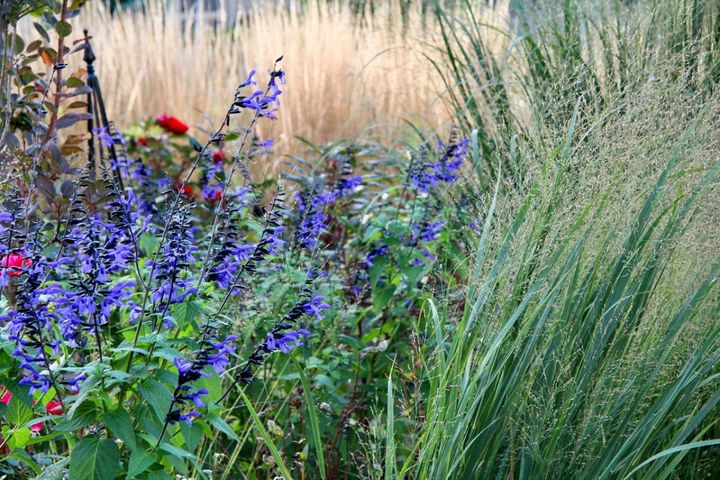 秋のナチュラルガーデン入門！植えっぱなしで楽しめる丈夫な宿根草【8選】と庭づくりのコツ