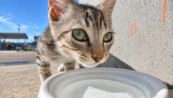 水を飲む子猫