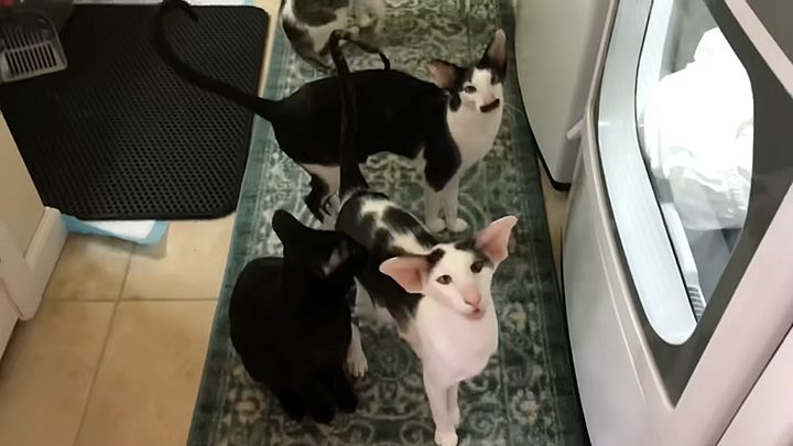 洗濯機の前で待つ猫達