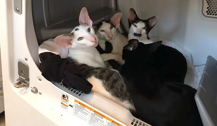 ポカポカの洗濯物を楽しむ猫達