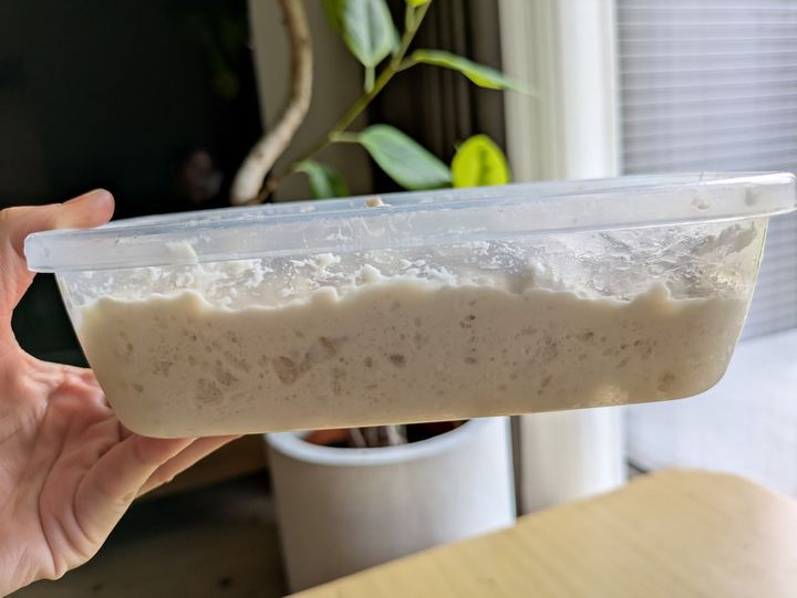 スイートポテトパン・一次発酵