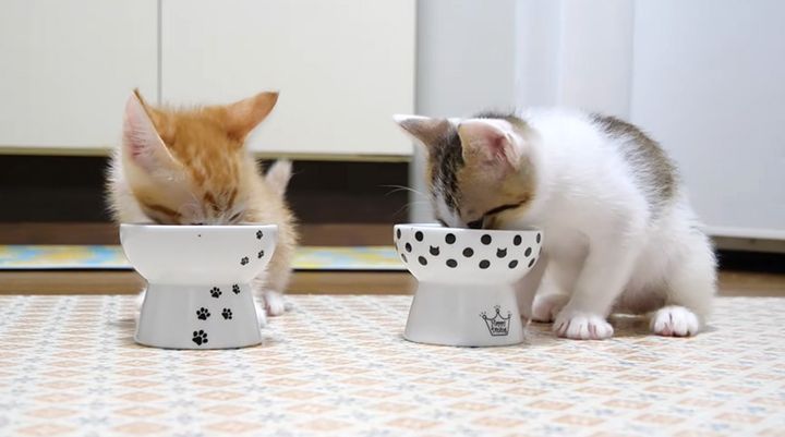 ご飯をモグモグ食べる子猫達