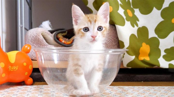 ボウルが気に入り過ぎた子猫