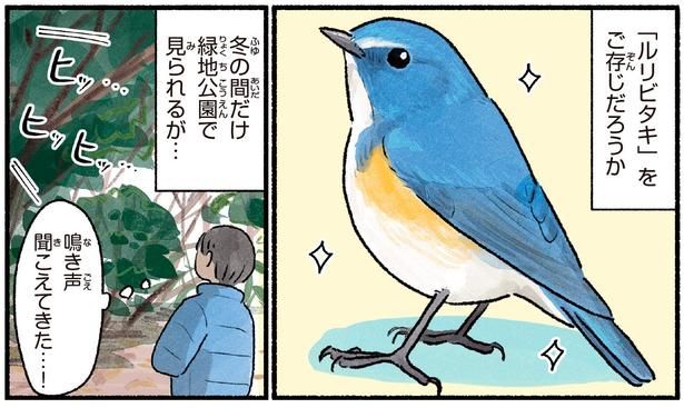 「ルリビタキ」をご存知だろうか （C）piro piro piccolo／KADOKAWA