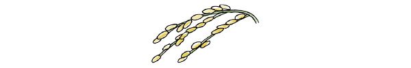 イネ（Oryza sativa）