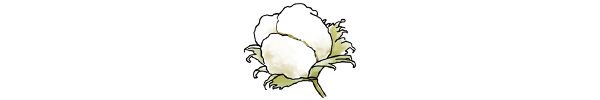ワタ（Gossypium spp）