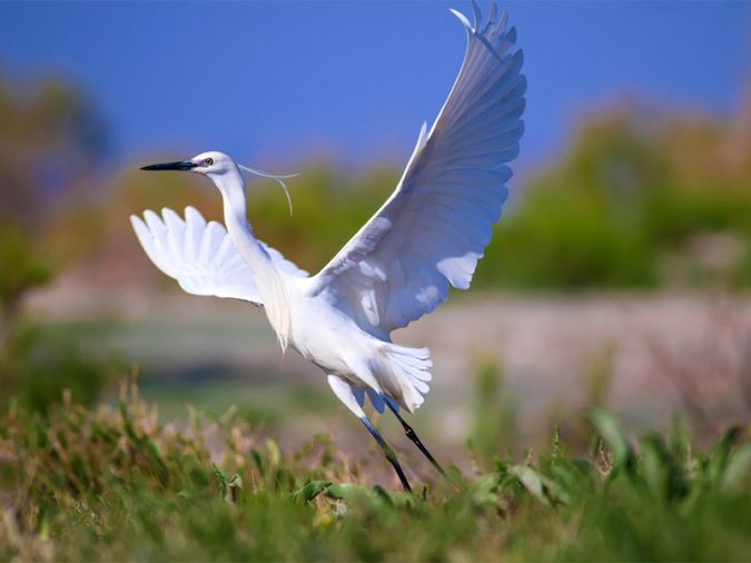 飛び立つ鳥のイメージ