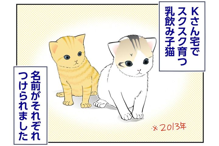 【マンガ・老猫日誌＃136】白キジはコロン、茶トラはリオンと名づけられて〜思い出の老猫日誌・桃姐と小論