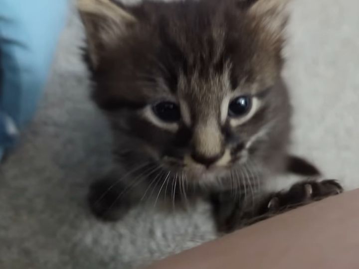 「負けないニャ！」飼い主に襲いかかる子猫！
