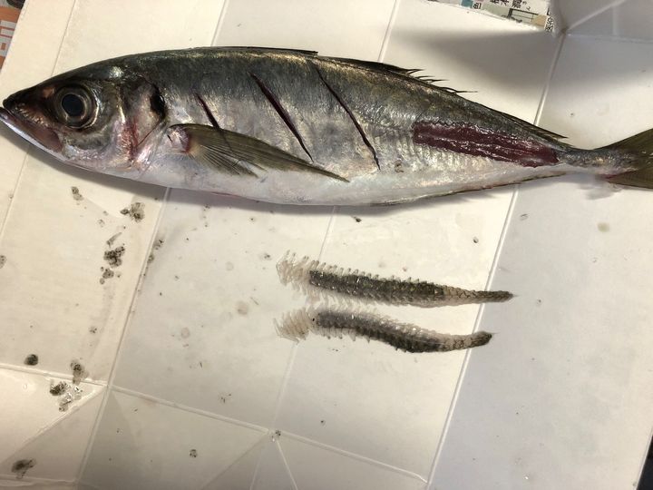 今夜は贅沢に海鮮を楽しんじゃおう！イカとアジを堪能【天然魚クエスト】
