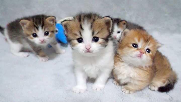 じっと見つめてくる子猫達