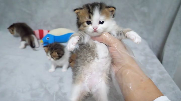 持たれる子猫