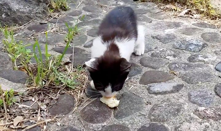 パンを食べる子猫