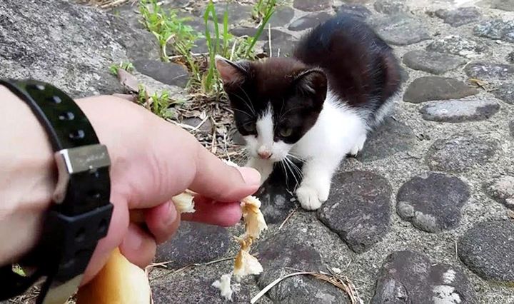 パンをもらう子猫