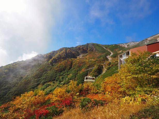 山肌を鮮やかな紅葉が彩る/千畳敷カール(中央アルプス駒ヶ岳ロープウェイ)の紅葉 画像提供：中央アルプス観光株式会社